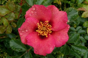 EYE CANDY (floribunda)